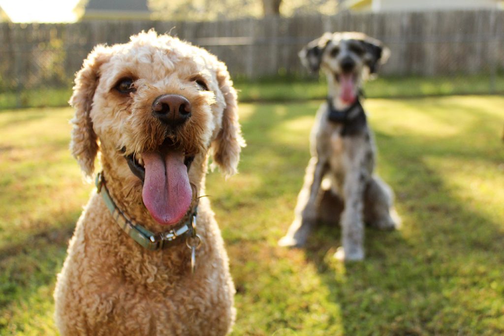 dogs