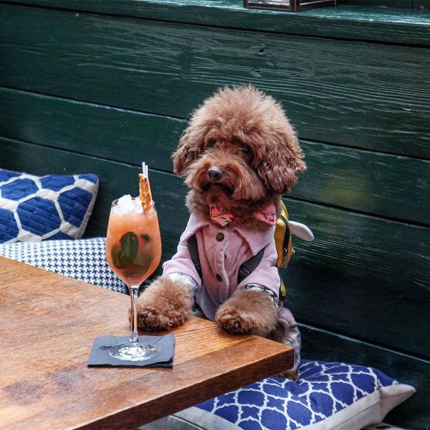 A dog sitting on a table with a cocktail in front.