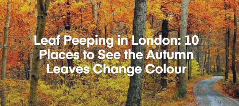 Hero image of the listicle about leaf peeping in London.